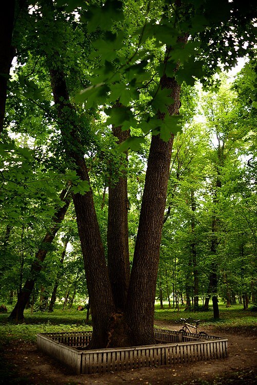 Хомутецький парк — фото