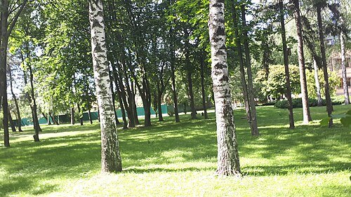 Дендропарк Конотопського лісгоспу (Конотопський дендропарк)