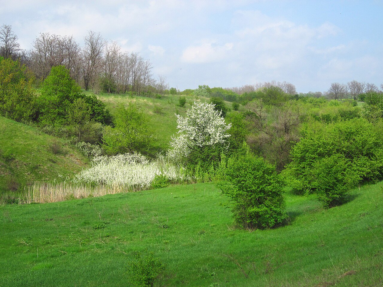 Придніпровський (регіональний ландшафтний парк)