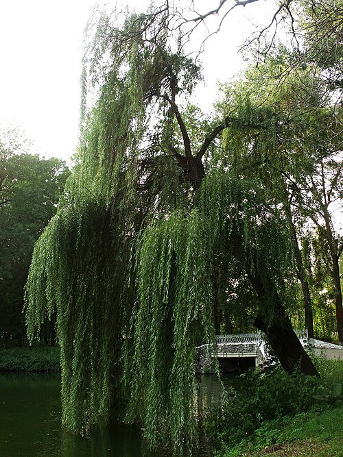 Браїлівський парк — фото