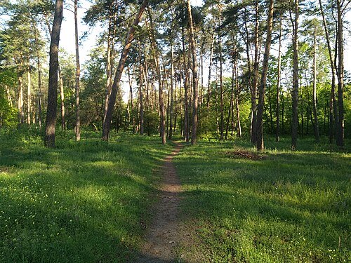 Лісова пісня — фото