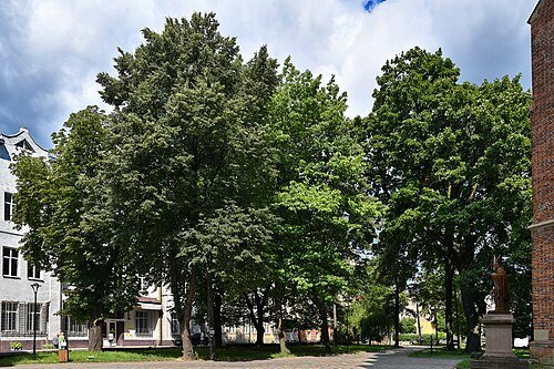 Парк ХІХ століття — фото