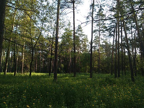 Лісова пісня — фото