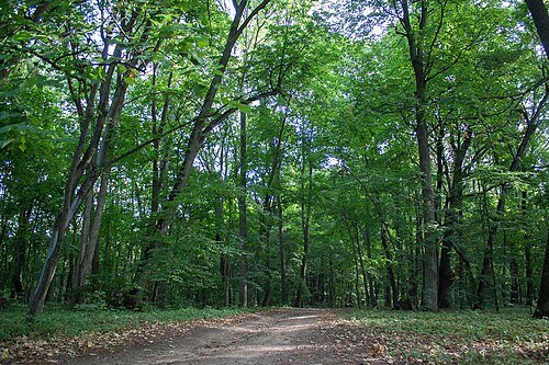 Синицький парк — фото