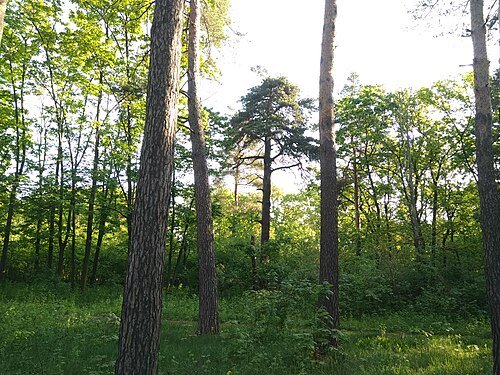 Лісова пісня — фото