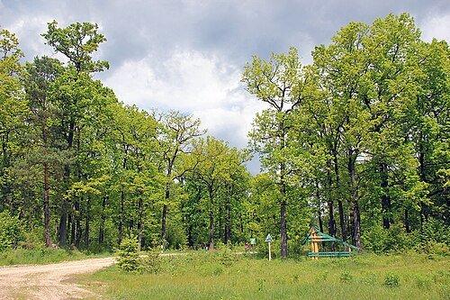 Національний природний парк «Цуманська пуща»