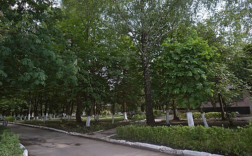 Скаржинецький парк