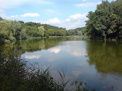 Голосіївський ліс