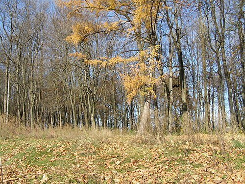 Рахнянський парк
