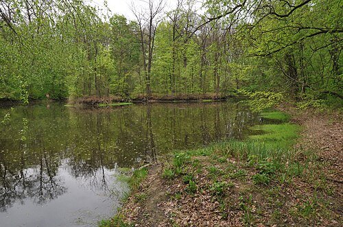 Хомутецький парк — фото