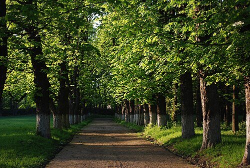 Лизогубівський (Седнівський) парк