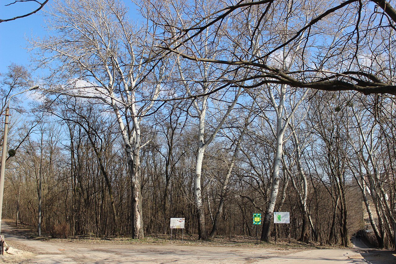 Кирилівський Гай