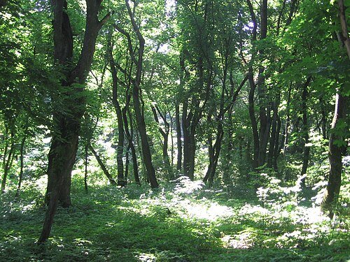 Сулимівський