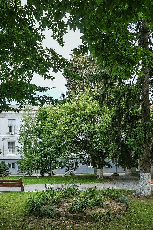 Сквер міськлікарні (Мукачево) — фото
