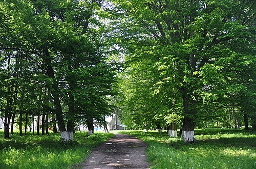 Парк XIX ст. (с. Лівчиці)