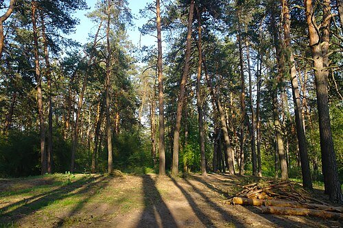 Парк «Спортивний»