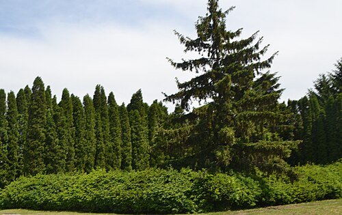 Срібнянський парк (Графський парк)