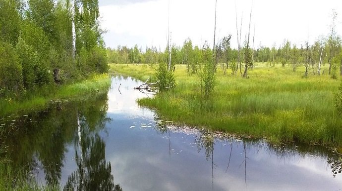 Національний природний парк «Пуща Радзівіла»
