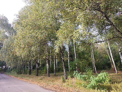 Синельниківський