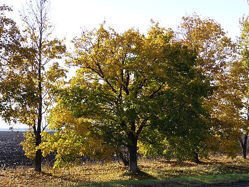 Регіональний ландшафтний парк «Ізюмська Лука» — фото