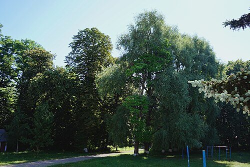 Карапчівський парк