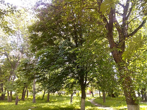 Прилуцький дендропарк — фото