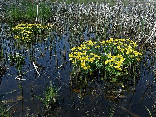 Регіональний ландшафтний парк «Міжрічинський» — фото