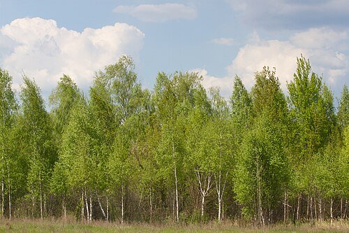 Деснянсько-Старогутський національний природний парк — фото