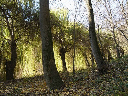 Рахнянський парк — фото