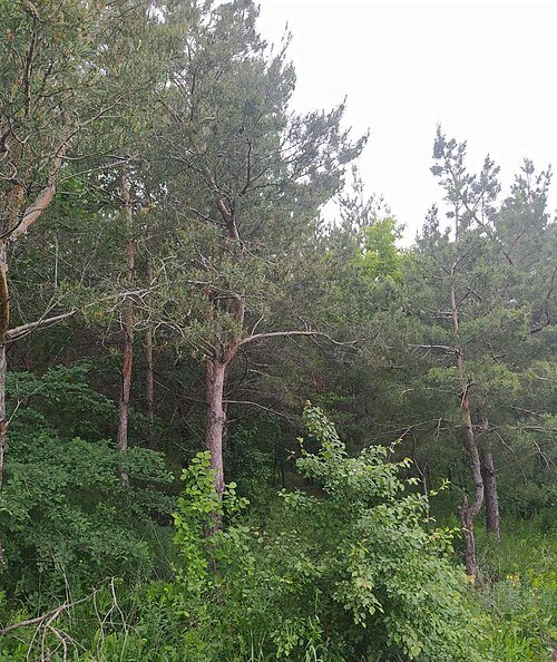 Сватівський парк