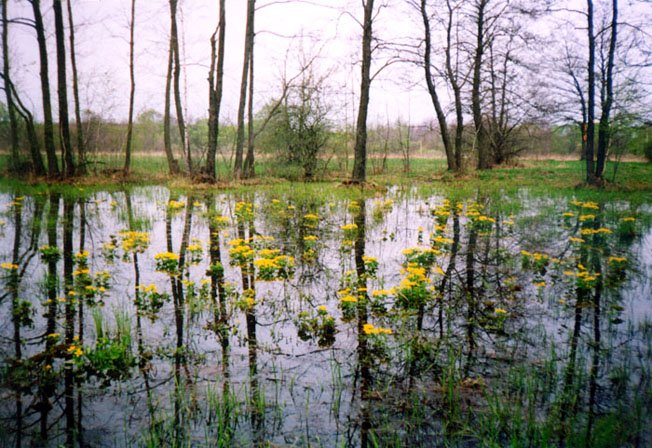 Ічнянський національний природний парк