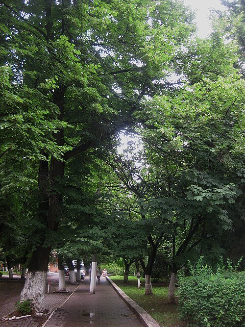 Сквер міськлікарні (Мукачево)
