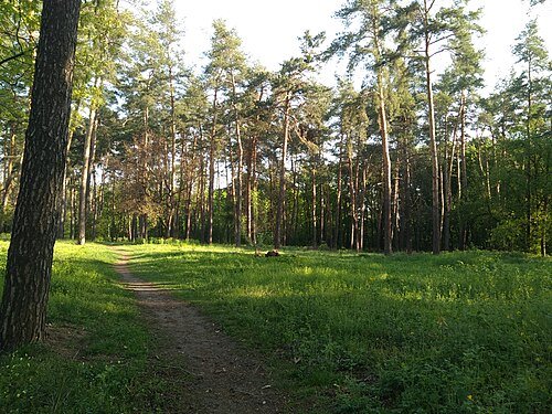 Лісова пісня — фото