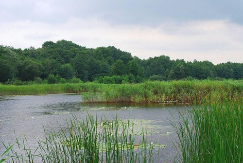 Національний природний парк «Голосіївський»