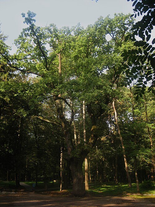 Тлумацький парк