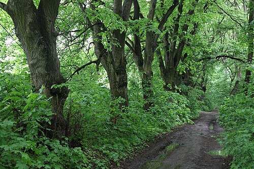 Сутиський парк — фото