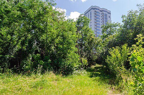 Орхідейні яри — фото