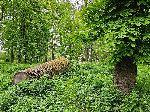 Гощанський парк — фото