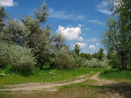Дніпровські ліси