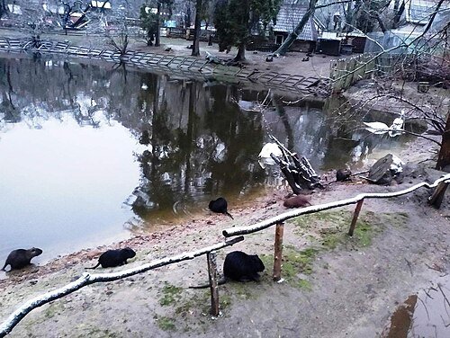 Рівненський зоопарк — фото