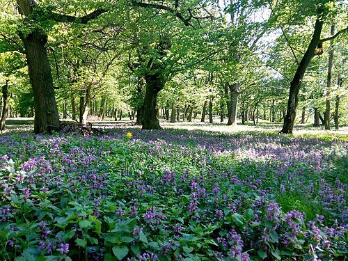 Тучинський парк — фото