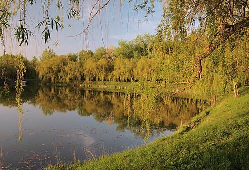Дендропарк Мліївської дослідної станції — фото
