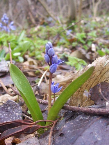 Природний заповідник «Медобори» — фото