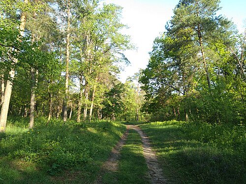 Лісова пісня — фото