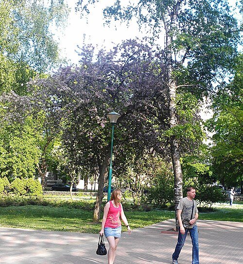Сквер імені Тараса Шевченка — фото