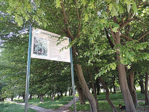 Дендропарк «Радивилівський»