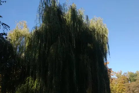 Наводницький парк — фото 8