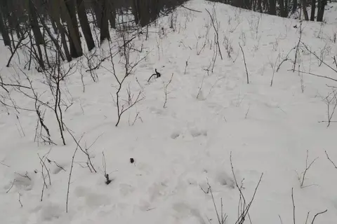 Національний природний парк «Цуманська пуща» — фото 14