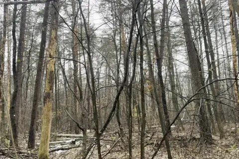 Святошинський лісопарк — фото 14