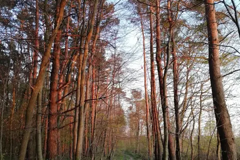 Басівський дендропарк — фото 3